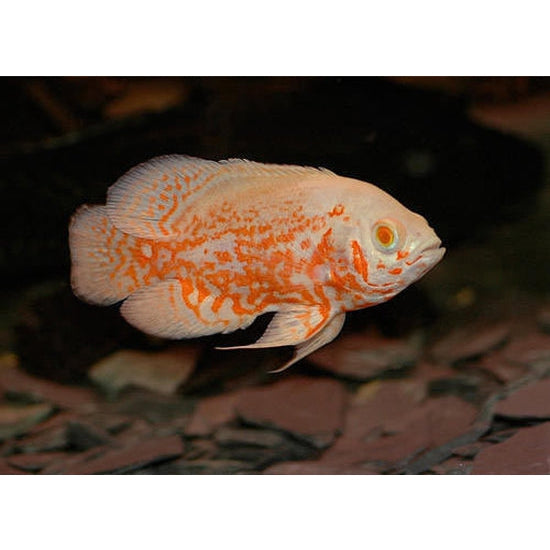 Freshwater oscar outlet fish for sale