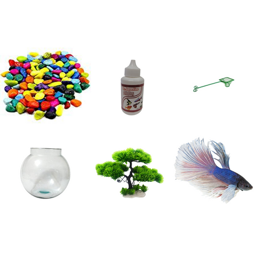 Betta Combo with Medicine & Plant