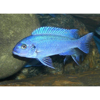 Load image into Gallery viewer, POWDER BLUE CICHLID