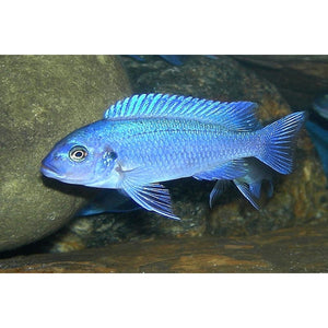 POWDER BLUE CICHLID