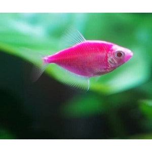 Colour widow tetra: A new and highly preferred aquarium fish in West Bengal