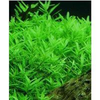 Load image into Gallery viewer, Rotala Green Mint