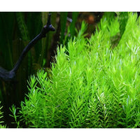 Load image into Gallery viewer, Rotala Green Mint