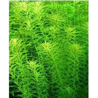 Load image into Gallery viewer, Rotala willichi Green