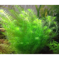 Load image into Gallery viewer, Rotala willichi Green