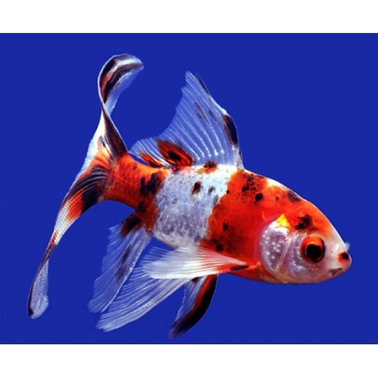 Black White Koi Carp Aquarium Fish, Size: 3 Inch at Rs 20/piece in Howrah