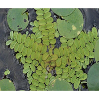 Load image into Gallery viewer, Salvinia Natans