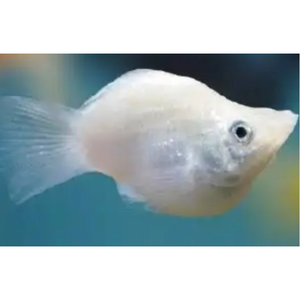 Molly online fish cost