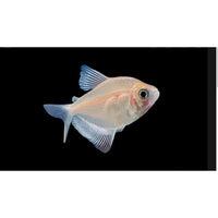 Load image into Gallery viewer, White widow Skirt Tetra