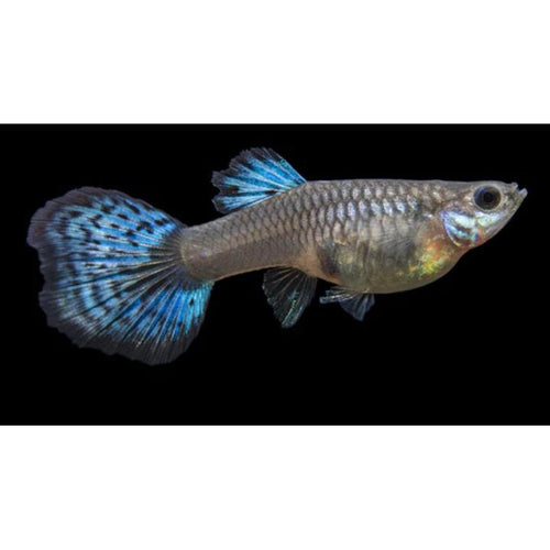 Blue Grass Tail Guppy