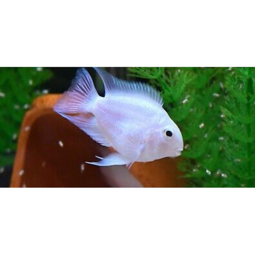 Albino Polar Parrot