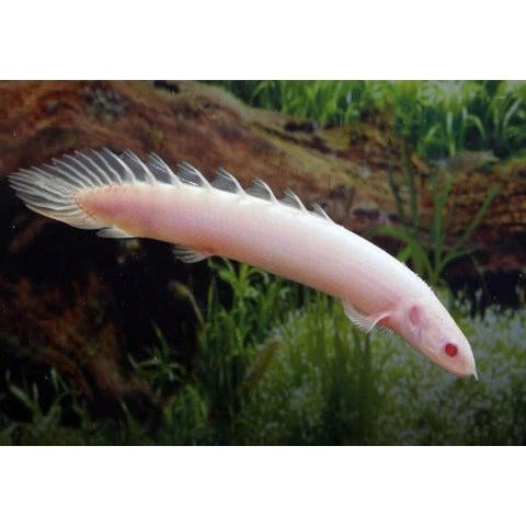 Albino Senegal 3' Inches