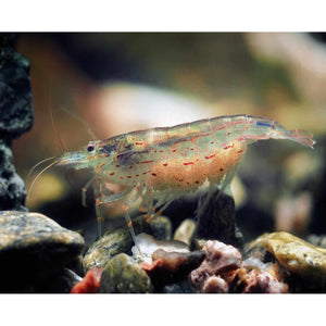 AMANO SHRIMP