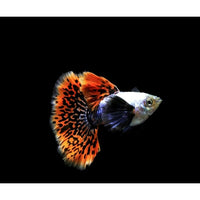 Load image into Gallery viewer, BIG EAR MOSAIC THAILAND GUPPIES