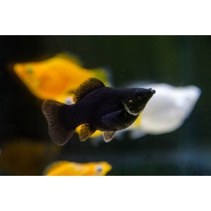 BLACK BALLOON MOLLY – - Main Image