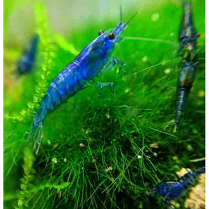 BLUE SHRIMP COMBO