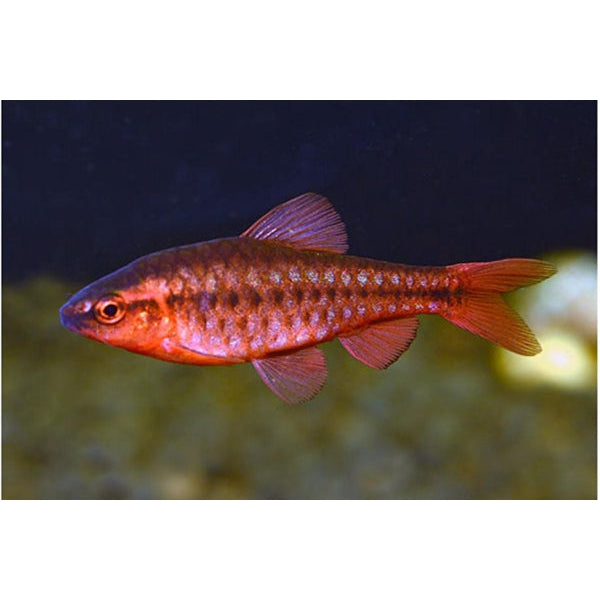IMPORTED BLOODLINE CHERRY BARB