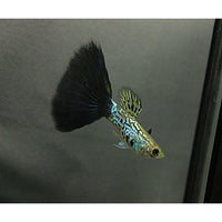 Load image into Gallery viewer, COBRA TAIL GUPPY