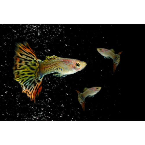 Chilli Dumbo Ear Mosaic Guppy Fish