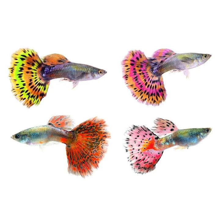 Guppy care top