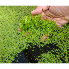 Plastic Aquatic Plant, Java Moss at best price in Pune