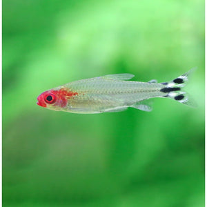 RUMMY NOSE TETRA COMBO