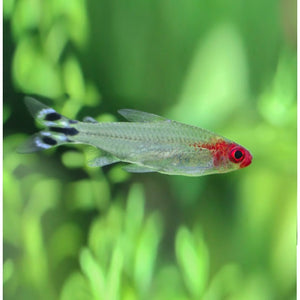 RUMMY NOSE TETRA COMBO