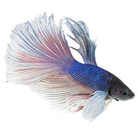 Load image into Gallery viewer, Elephant ear Betta Adult