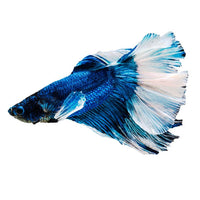 Load image into Gallery viewer, FANCY COLOURED BETTA
