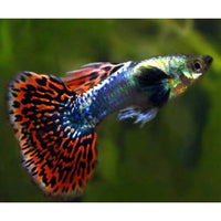 Load image into Gallery viewer, FANCY TAIL GUPPY
