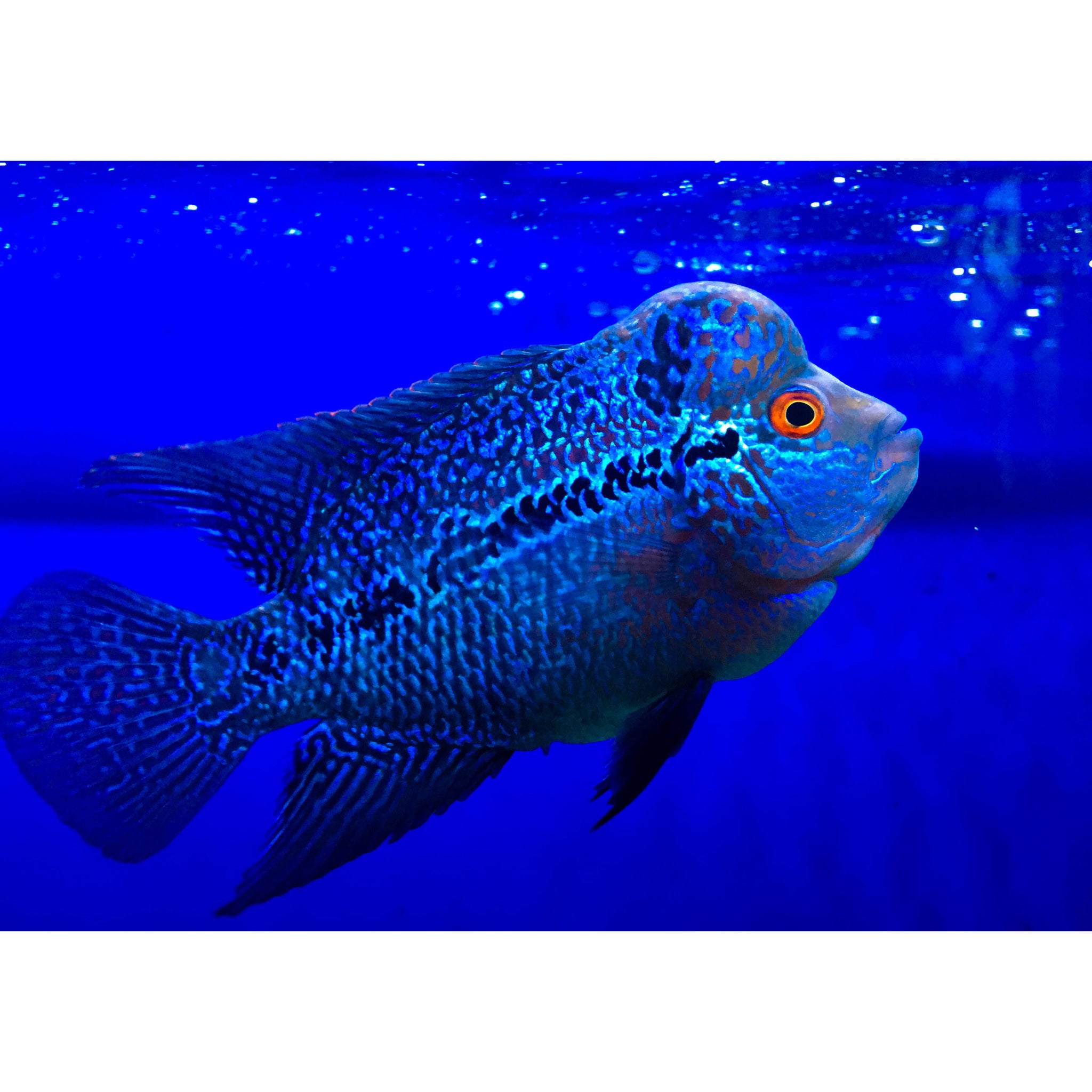 Aquarium tank 2024 online shopping