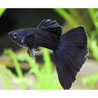 Load image into Gallery viewer, FULL BLACK GUPPY