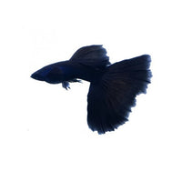Load image into Gallery viewer, FULL BLACK GUPPY