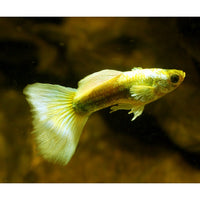 Load image into Gallery viewer, FULL GOLD PLATINUM GUPPY