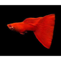Load image into Gallery viewer, FULL RED ALBINO GUPPY