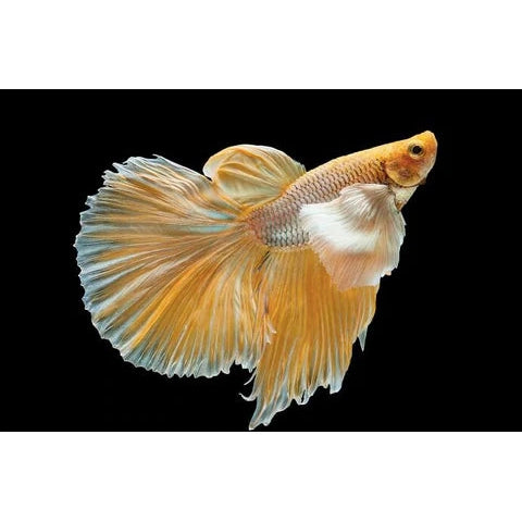 Exclusive gold Betta Fish –