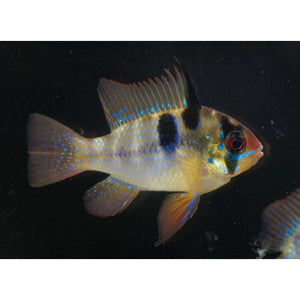 THAI SILK RAM