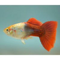 Load image into Gallery viewer, GOLDEN RED GUPPY