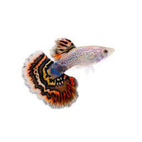 Load image into Gallery viewer, MIXED COLOUR MALE GUPPY