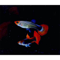 Load image into Gallery viewer, KOI GUPPIES