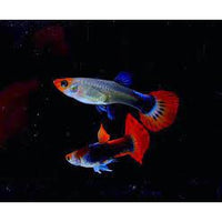 Load image into Gallery viewer, KOI GUPPIES