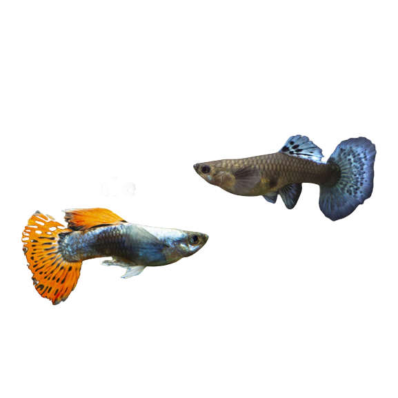 Male & Female Guppy Combo Pack