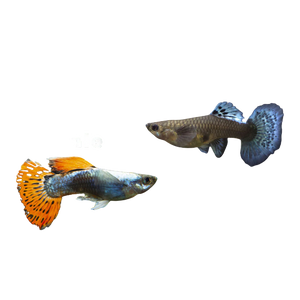 Male & Female Guppy Combo Pack