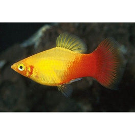 Paltty Fish Varieties