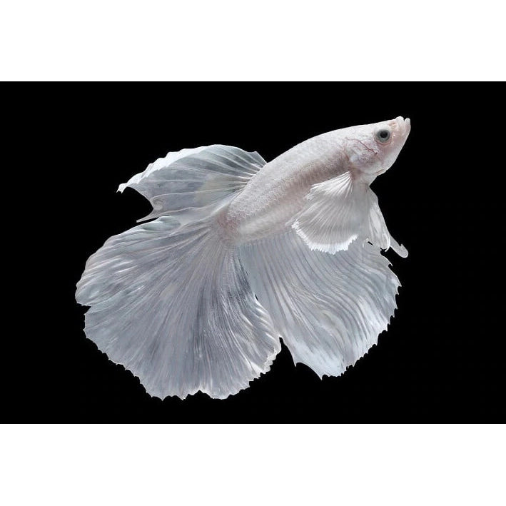 Milk white tail Betta Fish –