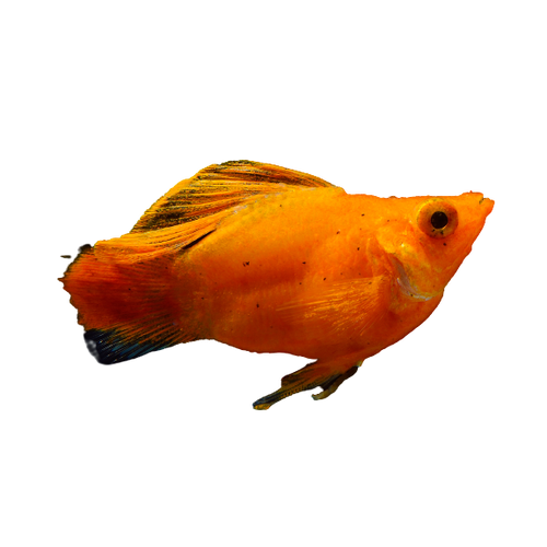 Molly Fish Variety