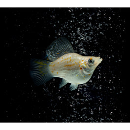 Molly Fish Variety