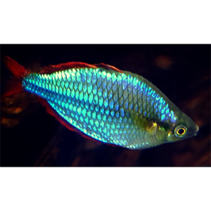 Cheap live sales fish for sale