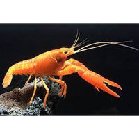 Load image into Gallery viewer, ORANGE LOBSTER