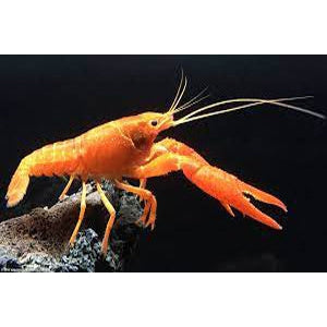 ORANGE LOBSTER